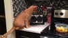 GIF animado (95518) Gato con panico a la tostadora lo peor es que cada manana se pone delante