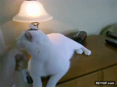 GIF animado (96365) Gato con superpoderes ahora quien dice que los perros son mejores