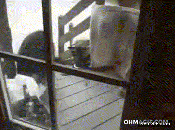GIF animado (90199) Gato encarandose a un oso