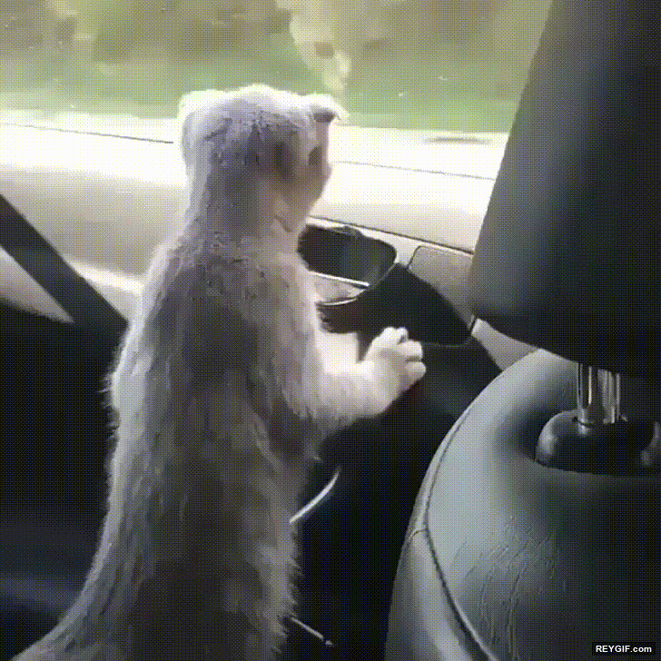GIF animado (96246) Gato flipandolo con las vistas desde la ventanilla del coche