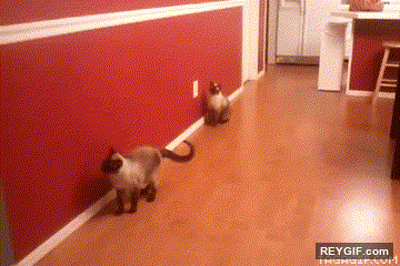 GIF animado (94072) Gato haciendo practicas de ninja con su maestro