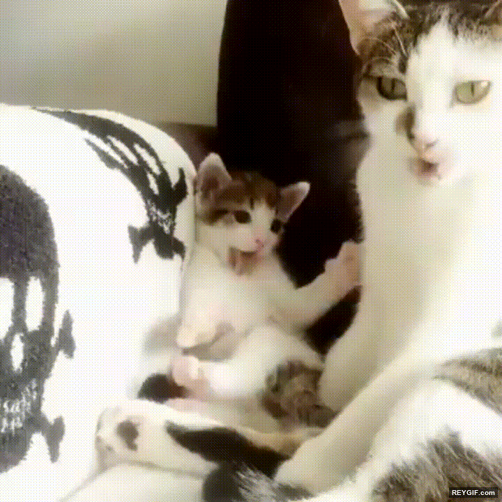 GIF animado (95690) Gato imitando a su mama y aprendiendo lecciones de la vida
