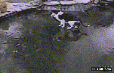 GIF animado (94519) Gato intentando atrapar peces sobre una superficie helada