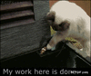 GIF animado (94544) Gato salvando la vida de un pez de forma altruista