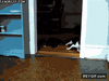 GIF animado (90360) Gatos despues de una noche de fiesta