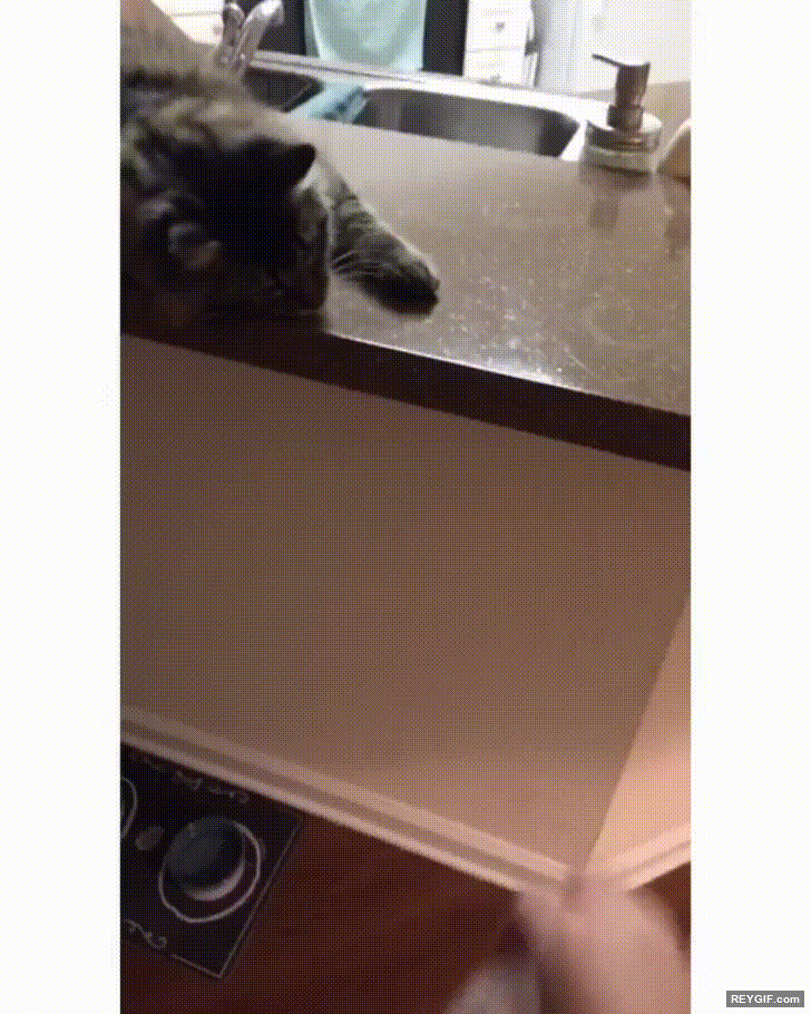 GIF animado (96202) Gatos que colaboran en el juego de voltear la botella