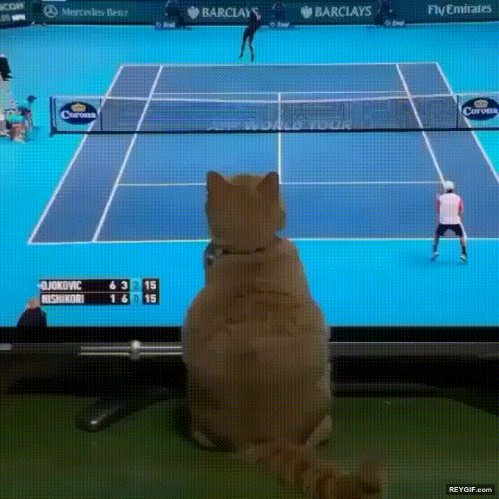 GIF animado (95533) Gatos que fueron tenistas en una vida anterior