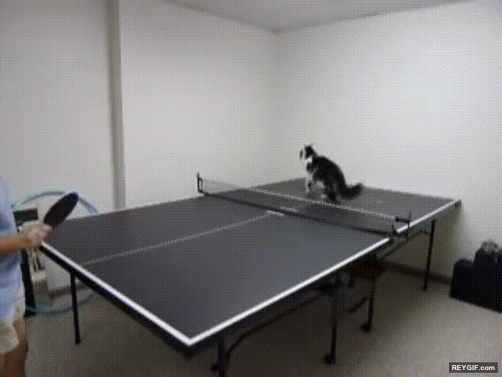 GIF animado (96393) Gatos que han aprendido a jugar a pingpong mejor que muchas personas