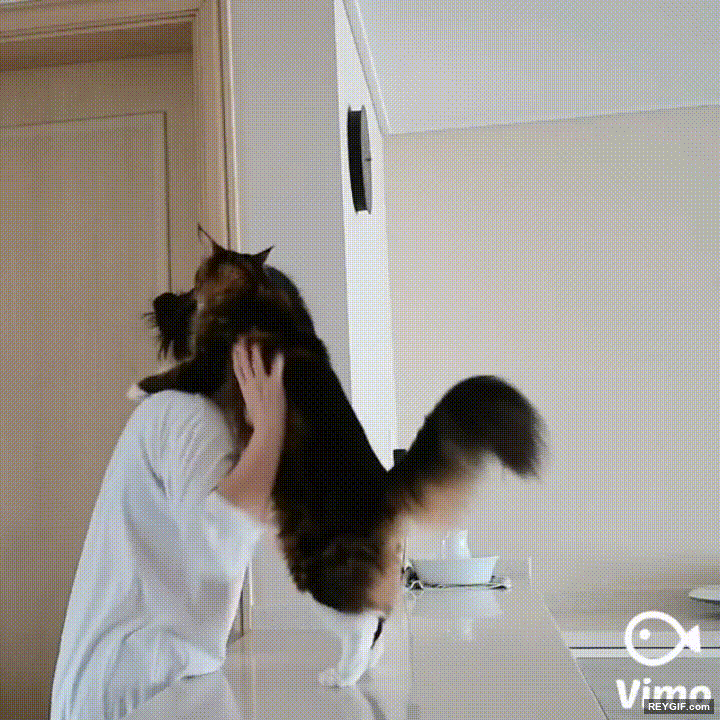 GIF animado (96619) Gatos que no quieren separarse ni un segundo de su duena