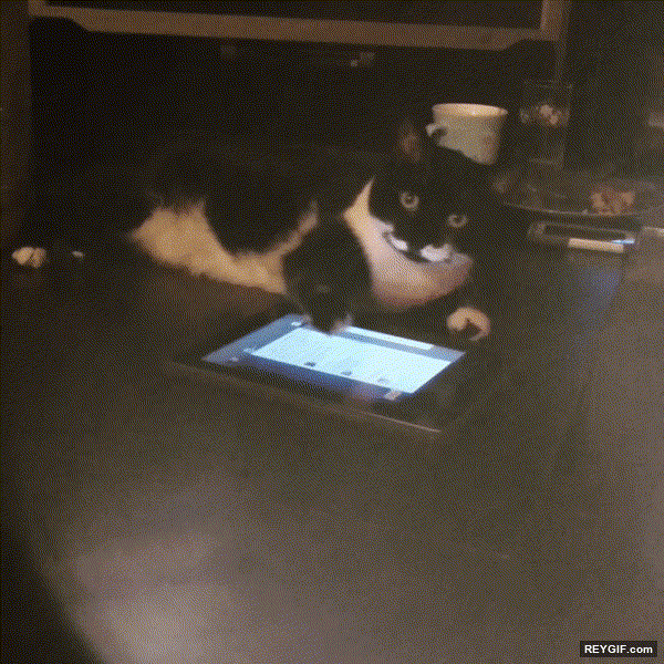 GIF animado (96077) Gatos que saben utilizar el ipad mejor que muchos de nosotros