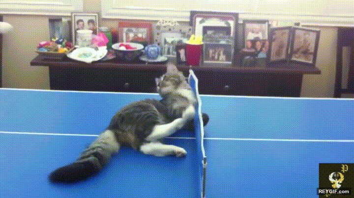 GIF animado (96536) Gatos que tambien quieren jugar a ping pong