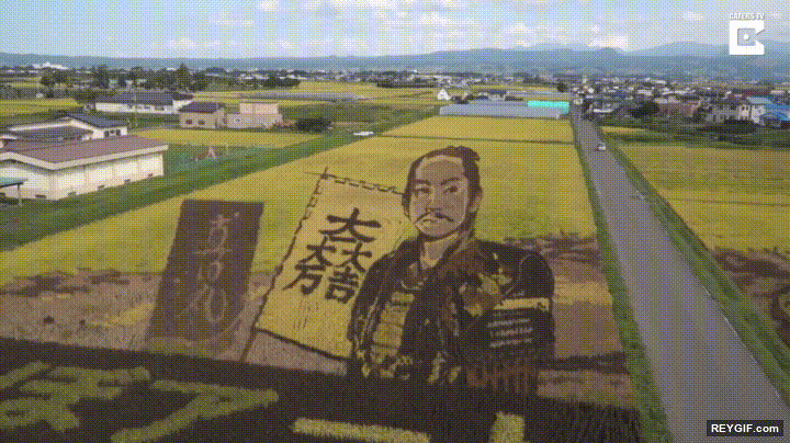 GIF animado (95240) Granjeros japoneses conviertiendo campos de arroz en autenticas obras de arte