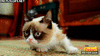 GIF animado (91526) Grumpy cat ha olido a friskies