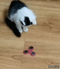 GIF animado (96427) Hasta los gatos estan enganchados a esta tonteria de los fidget spinners