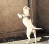 GIF animado (91712) Hasta los perros hacen parkour