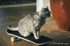 GIF animado (91163) Hay gatos con estilo y luego esta el