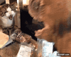 GIF animado (94796) Hay que reconocer que este gato los tiene bien puestos