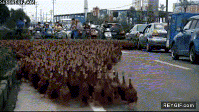GIF animado (90202) Huelga de patos