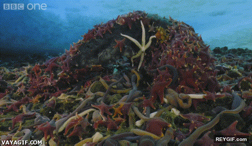 GIF animado (94056) Impresionante animales marinos alimentandose de una ballena muerta