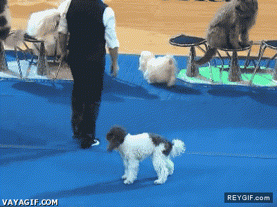 GIF animado (91242) Increible perro haciendo backflips seguidos como si nada