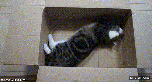 GIF animado (91581) Joder esta caja es demasiado grande asi no puedo estar comodo