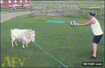 GIF animado (94729) La cabra es toda un estrella del futbol