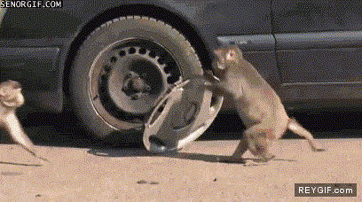 GIF animado (90467) La crisis ha generado una raza entera de monos chatarreros