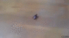 GIF animado (95591) La forma mas efectiva de capturar una cucaracha