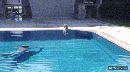 GIF animado (95609) La forma mas facil de asustar a tu gato en la piscina