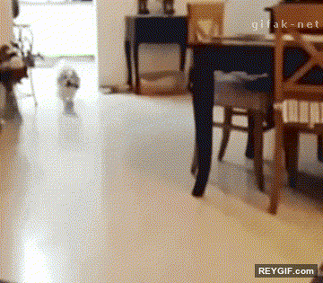 GIF animado (94602) La importancia de saber medir bien las distancias aunque seas un perro