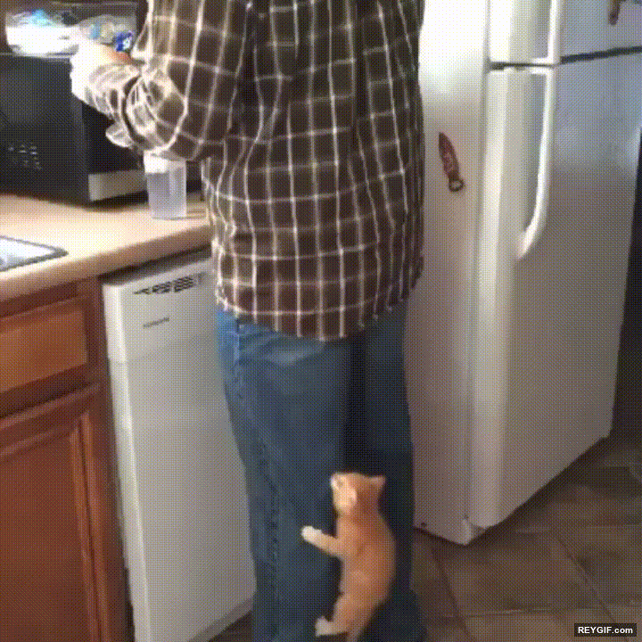 GIF animado (95522) La leyenda dice que hay un trozo de atun en la cima de cada humano