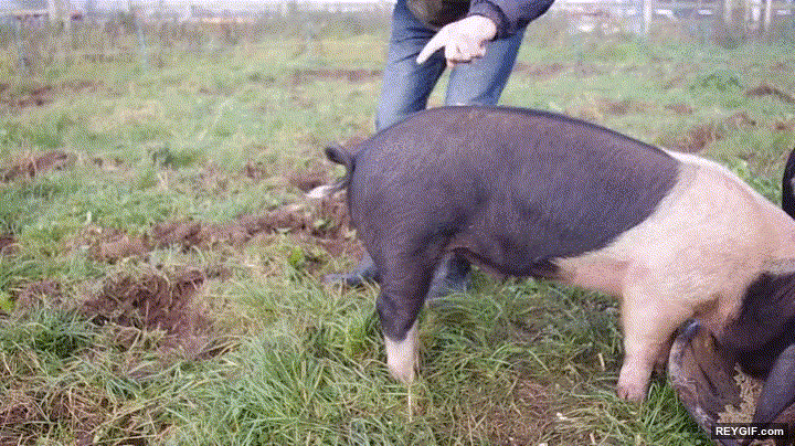 GIF animado (94514) La manera mas facil de desenredar la cola de un cerdo
