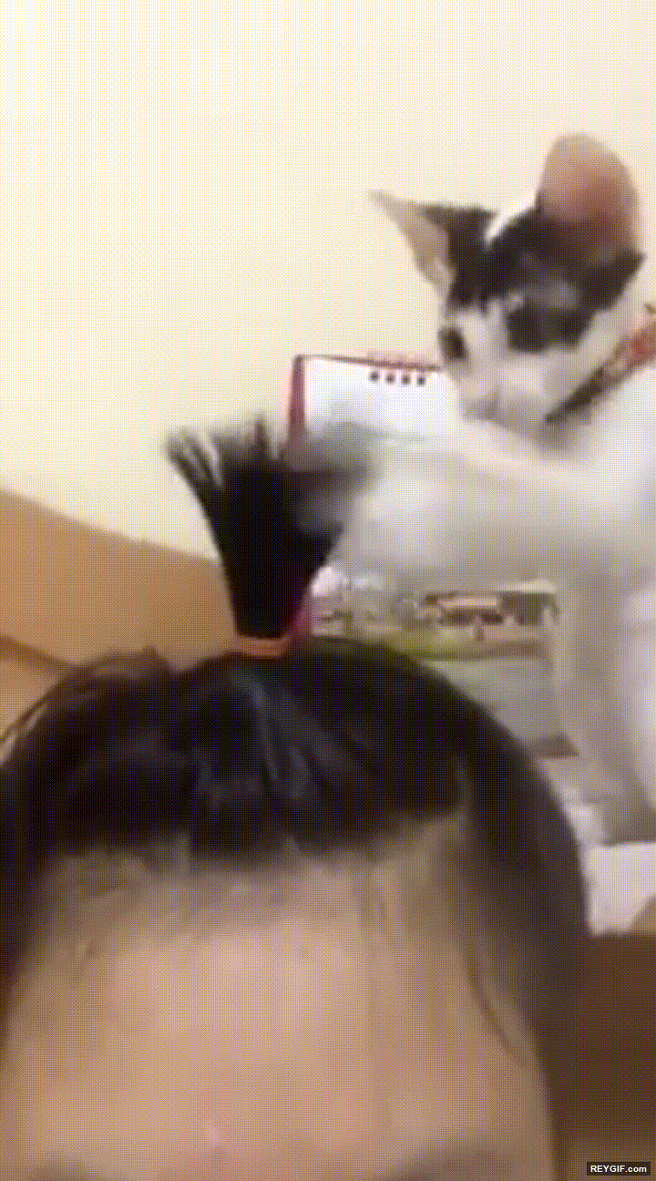 GIF animado (95528) La mejor forma de tener entretenido a tu gato