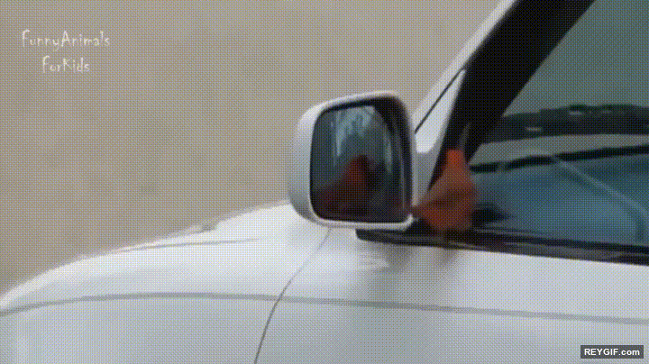 GIF animado (96611) La primera vez que un gorrion se ve en el espejo