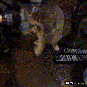 GIF animado (94635) La reaccion de mi gato cuando pongo telecinco