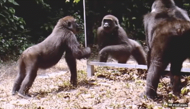 GIF animado (95309) La reaccion de un gorila al ver por primera vez su reflejo en un espejo