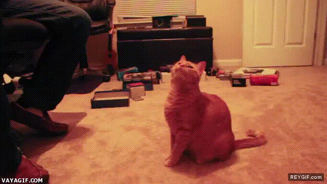 GIF animado (92954) La tengo eh no puede ser juraria que estaba aqui hace un segundo