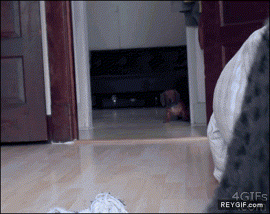 GIF animado (92721) La venganza canina no parpadees si parpadeas estas muerto
