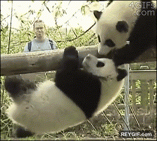 GIF animado (93683) Larga vida al rey nivel panda