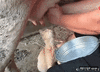GIF animado (91496) Leche directa de la vaca