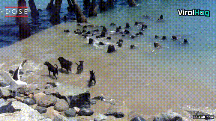 GIF animado (95206) Leones marinos usaron surf es muy efectivo