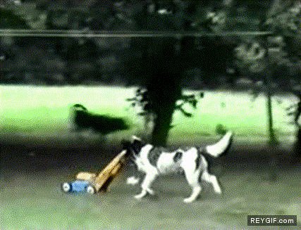 GIF animado (90347) Lo mejor que puedes hacer es ensenar a tu perro a pasar el cortacesped