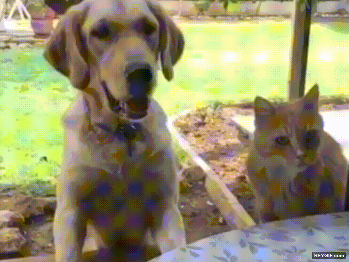 GIF animado (95223) Lo que pasa cuando le intentas robar la comida a un perro