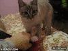 GIF animado (91054) Lo quieres gatito buscalo