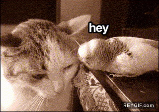 GIF animado (91371) Los gatos no se caracterizan especialmente por su paciencia