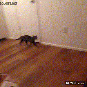 GIF animado (93217) Los gatos siempre se asustan a maxima potencia