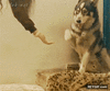 GIF animado (94733) Los gatos tambien se ponen celosos