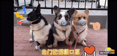 GIF animado (94411) Los perritos con barbijos evitando el coronavirus
