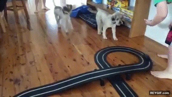 GIF animado (95405) Los perros no entienden que esta pasando con el scalextric