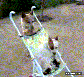 GIF animado (90345) Los perros se estan modernizando
